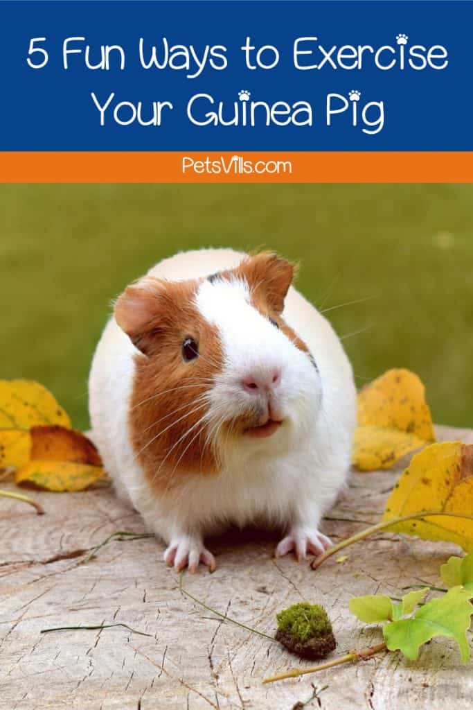 If you're looking for some fun ways to exercise your guinea pig, I've got you covered! Check out 5 brilliant and easy ideas!