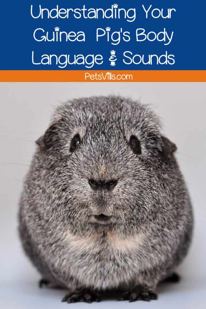 Understand your guinea pig's body language will help you be a better cavy caregiver. Check out the meaning behind the most common postures & noises!