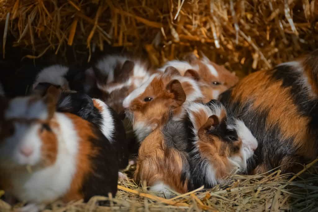 What are the most popular guinea pig breeds? If you're wondering the same things, I've got you covered today! Read on for the top 13!