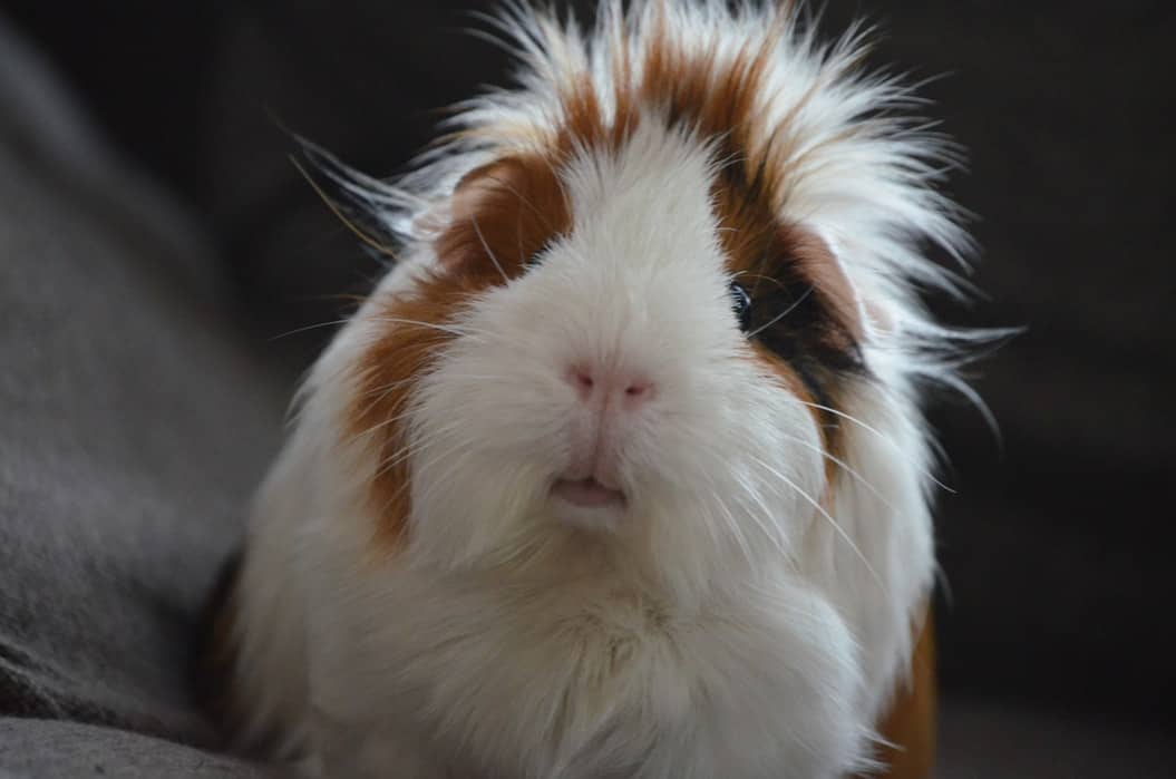 If you're wondering why guinea pigs make good pets, I've got you covered! Read on for the top 10 reasons!