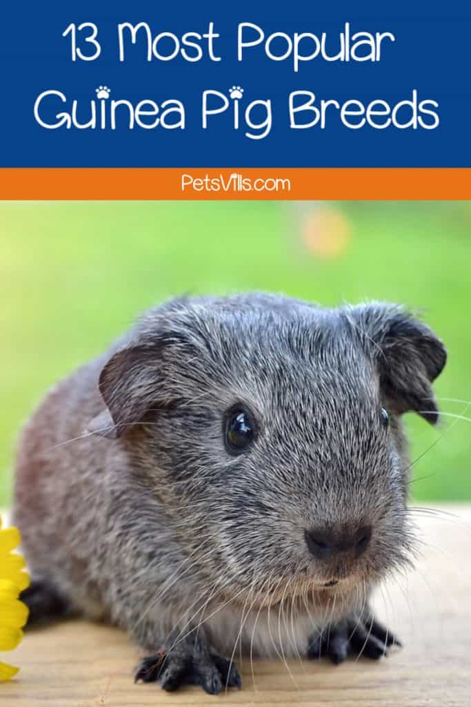 What are the most popular guinea pig breeds? If you're wondering the same things, I've got you covered today! Read on for the top 13!
