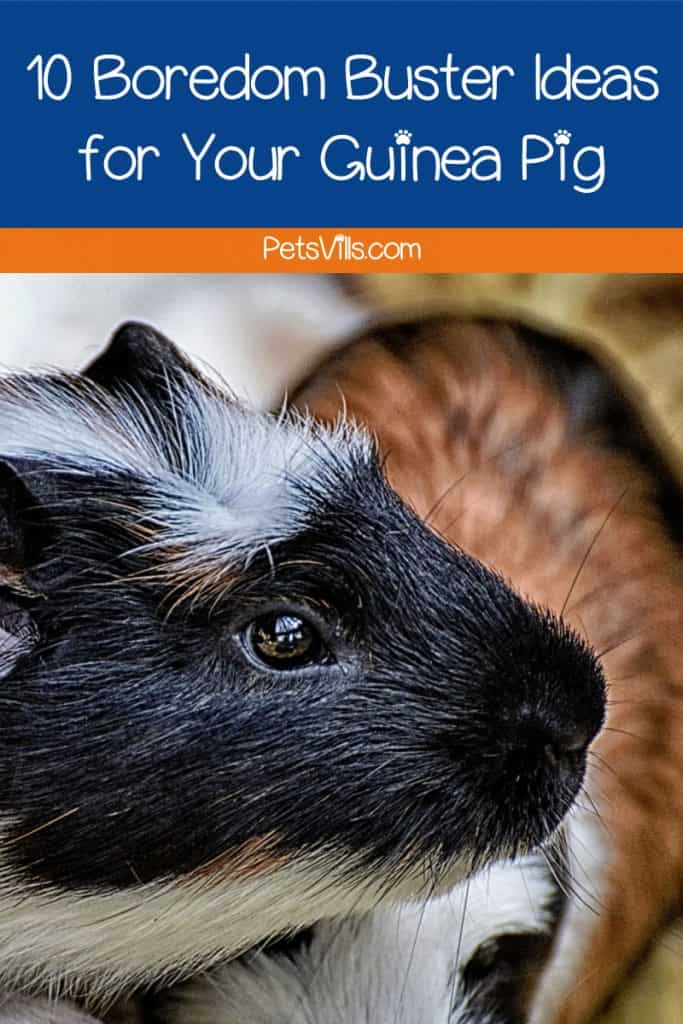 Wondering about some really fun boredom buster ideas for your guinea pig? Check out 10 things to do either with your cavy or without!