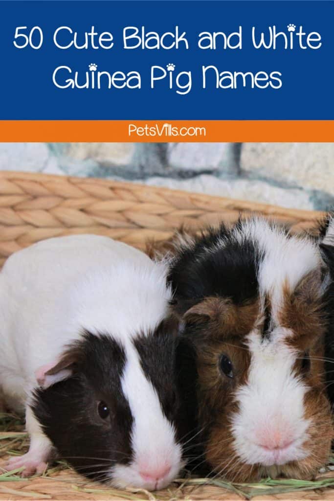 Need some ideas for adorable black and white guinea pig names? Check out 50 that we think are just darling, with 25 each for males and females!