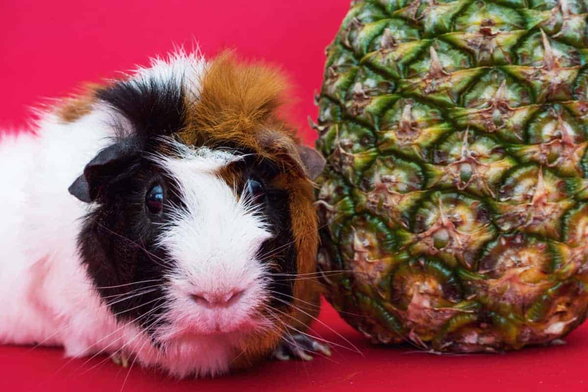 If you need a quick way to brighten your dog, you'll love these funny guinea pig pictures!