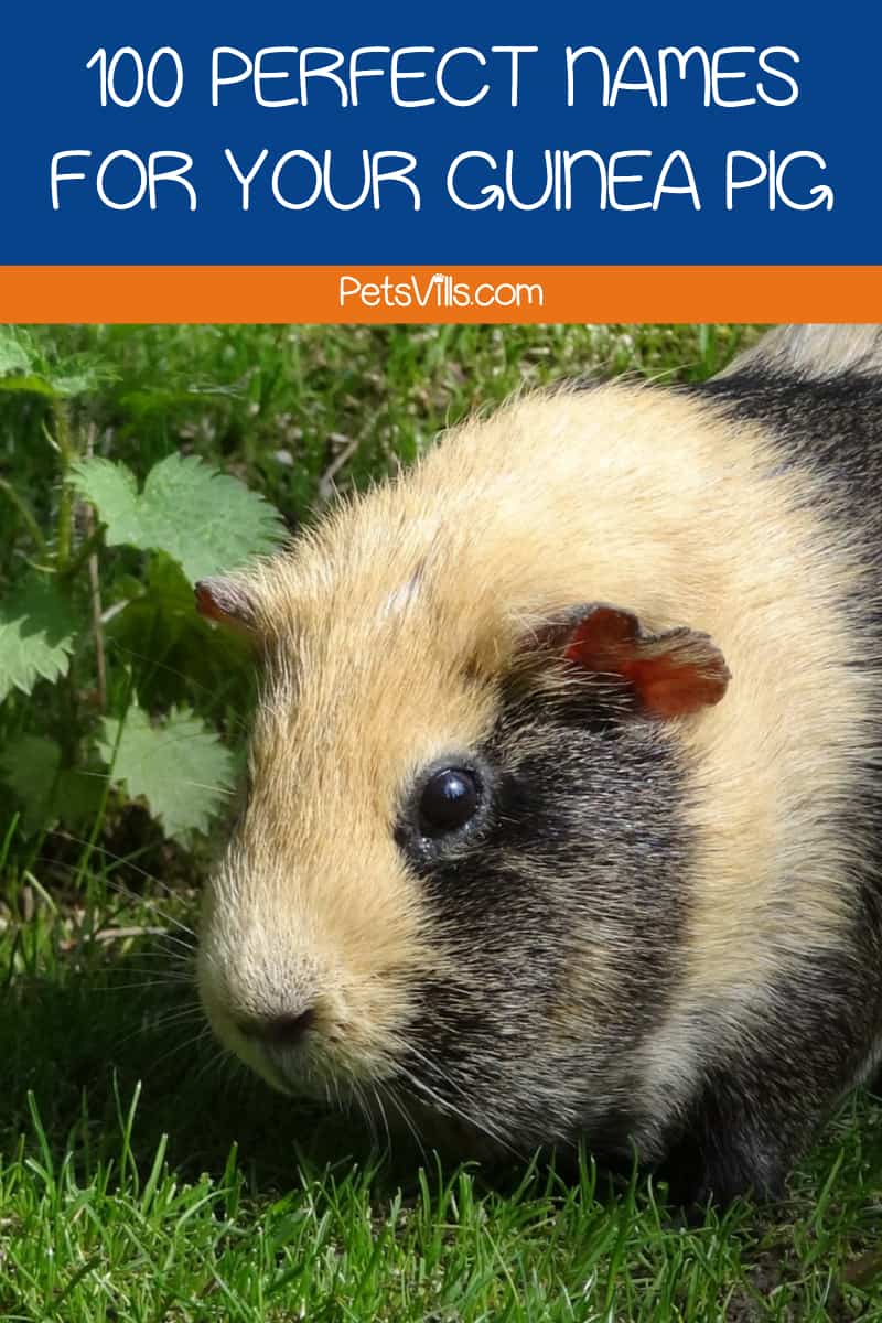 If you’re looking for some great names for your guinea pig, you’re going to love out list! We’ve come up with a whopping 100 ideas based on everything from fur color to guinea pigs in fiction.