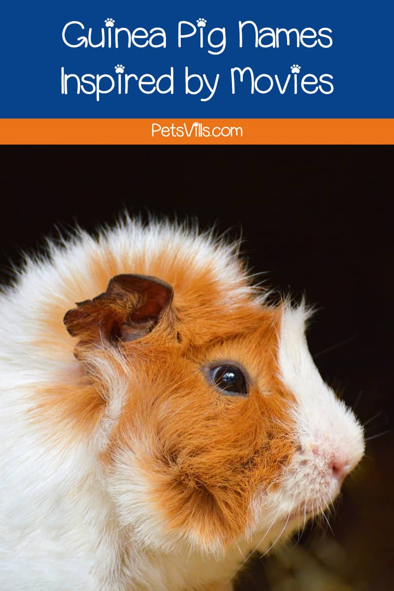 If you’re looking for some great names for your guinea pig, you’re going to love out list!  We’ve come up with a whopping 100 ideas based on everything from fur color to guinea pigs in fiction.
