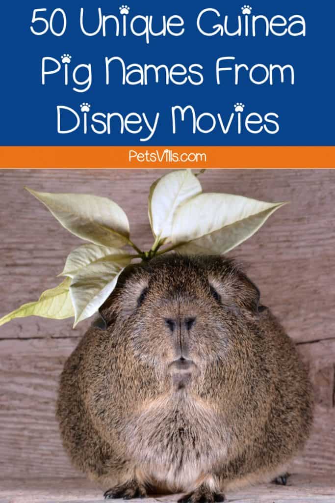 If you're looking for the best guinea pig names from Disney movies, you're gonna love our list! Check out 50 ideas, with plenty for both boy & girl cavies!