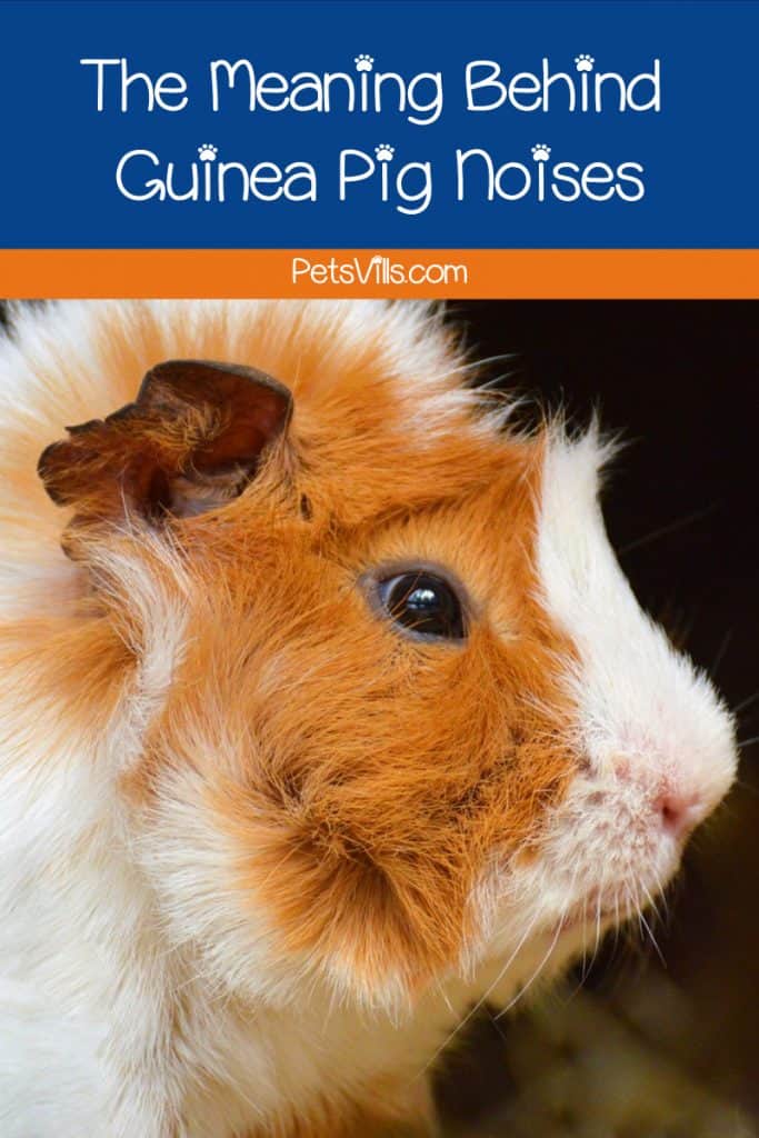 What is the meaning behind all those cute guinea pig sounds? Read on to discover what your cavy is trying to tell you!