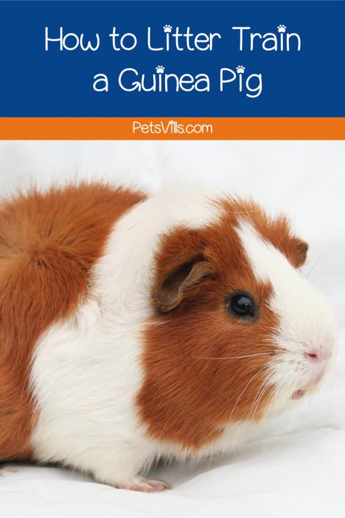 Curious about how to litter train a guinea pig? Yes, it's actually possible! With a little patience and these tips, you'll have a cleaner habitat in no time!