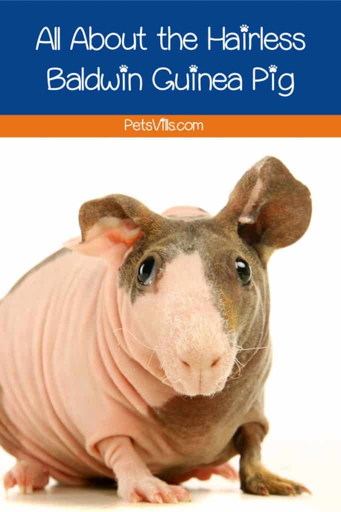 Just like there are hairless cats & dogs, there are bald cavies! Read on to learn all about the adorable Baldwin Guinea Pig! 