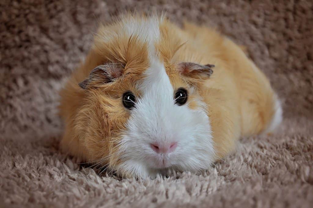 What is the best litter for guinea pigs? That depends! Do you mean bedding or actual litter? Either way, we've got the answer. Find out what it is!