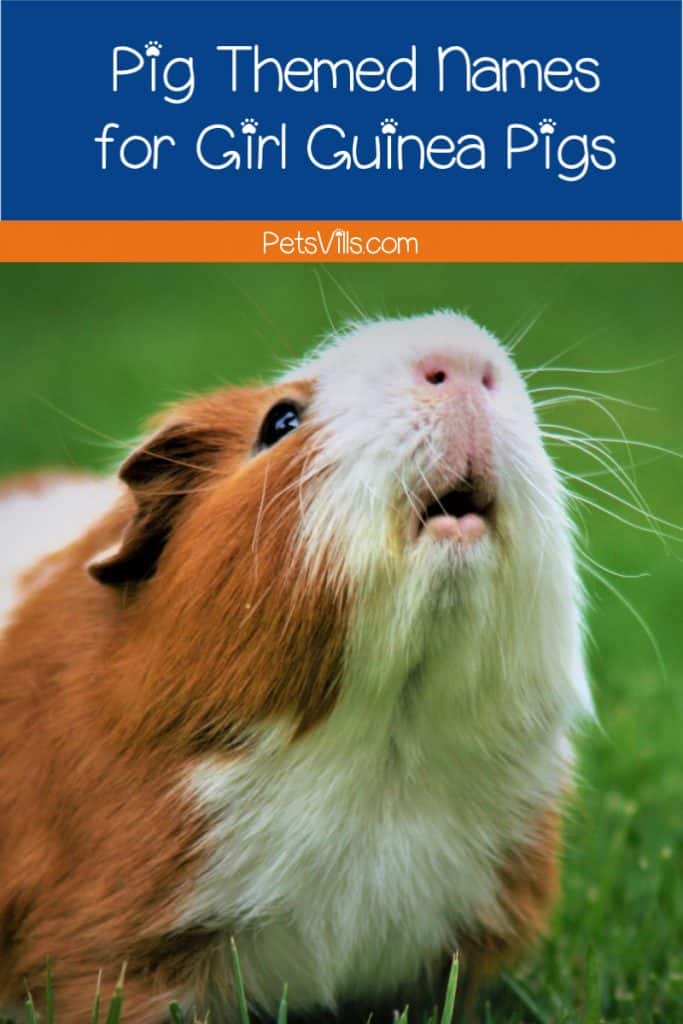 Choosing pig-themed names for your guinea pig is such a fun idea! Check out 80 that we love, with plenty for both male and female cavies!