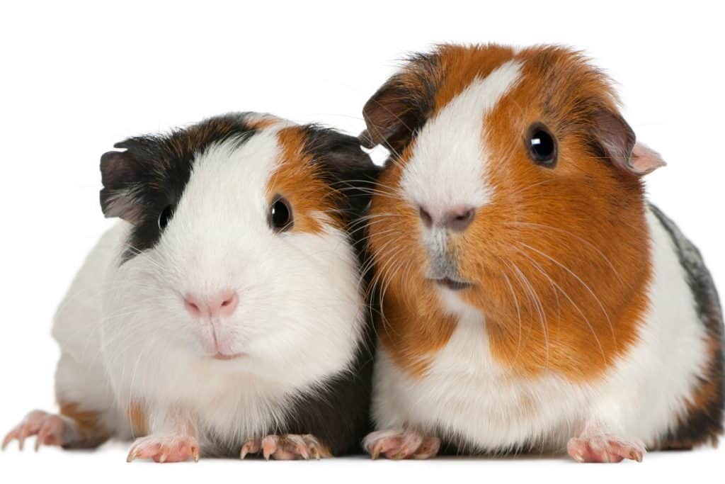 Wondering how to train a guinea pig? Yes, it's actually possible! Check out our simple step-by-step guide to teaching your cavy some new tricks!