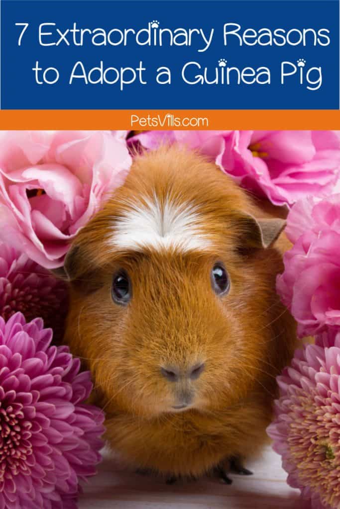 Thinking about adopting a guinea pig but not sure if they're right for you? Well, this will change your mind! Take a look!