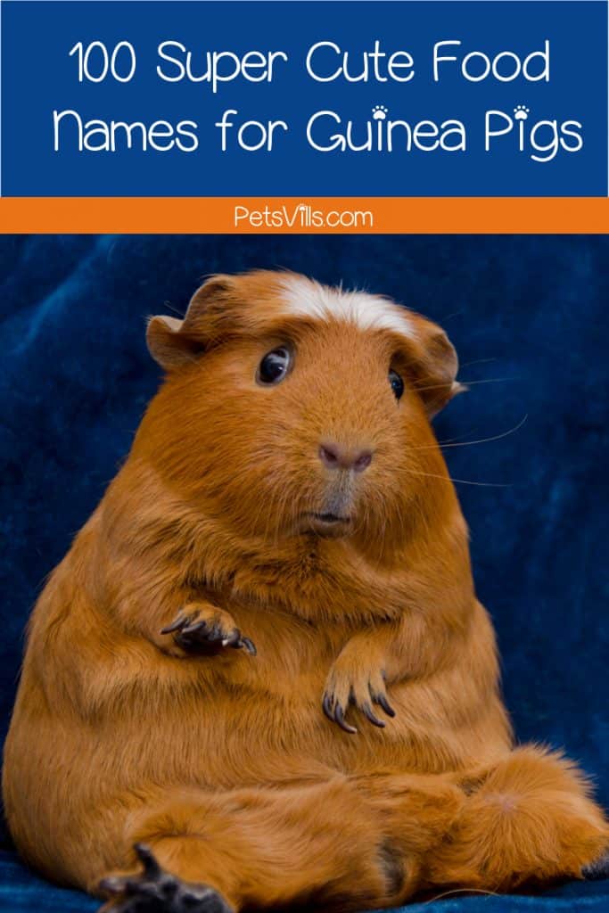 Looking for some funny food names for guinea pigs? Given how much they love to eat, it's definitely a clever way to go! Check out our favorites!
