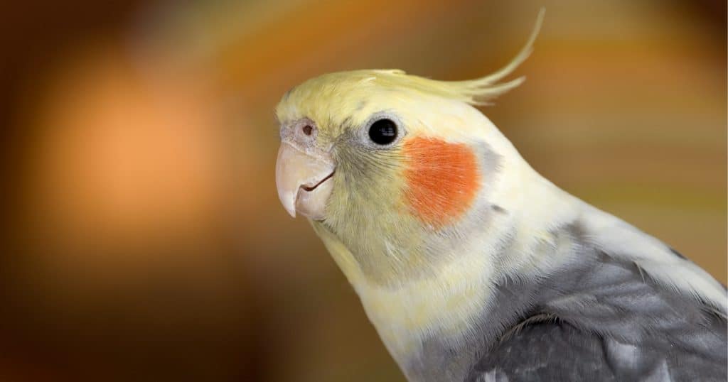 Cockatiel, a popular alternative to cats and dogs