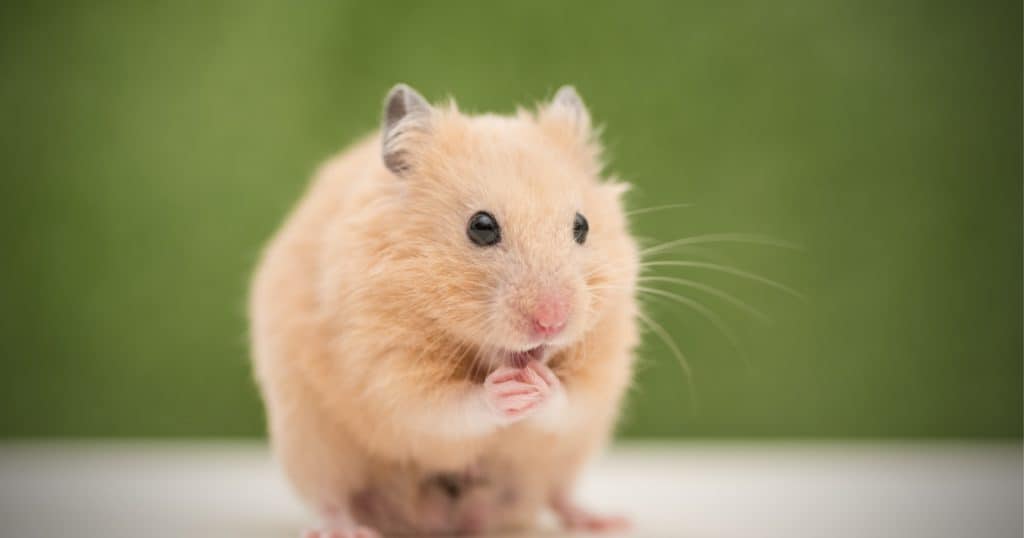 Hamsters are great alternative pets to cats and dogs!
