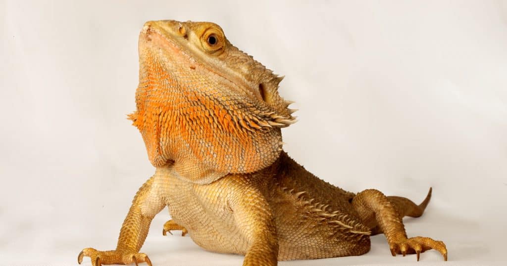 Looking for some cute bearded dragon names? Read on for 100 that we love, with 50 each for males and females!