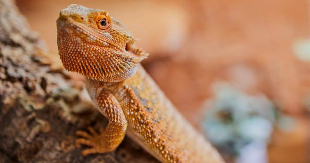 The bearded dragon is one of the most popular pets that aren't cats and dogs