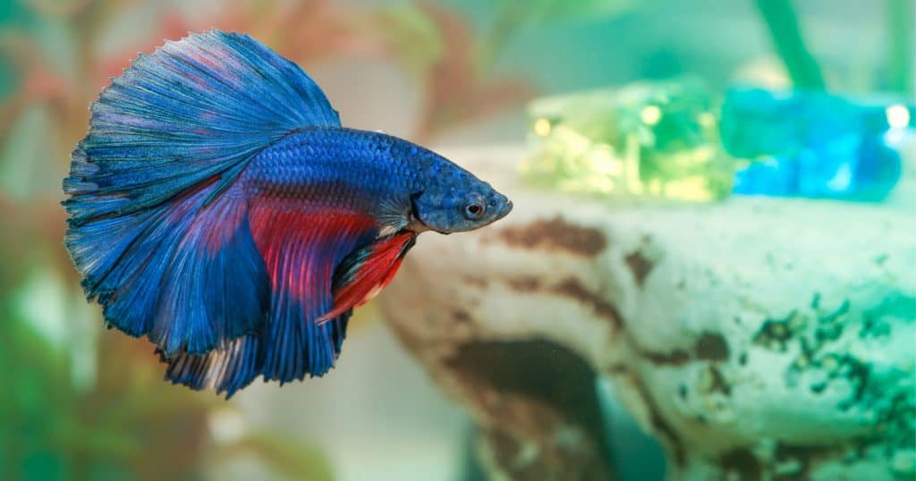 Betta Fish are one of the most popular pets that aren't cats and dogs