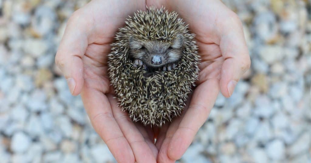 Hedgehogs are one of the most
popular pets that aren't cats and dogs. 