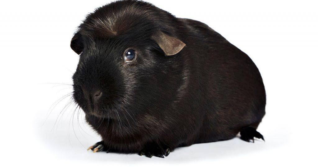 black guinea pig
