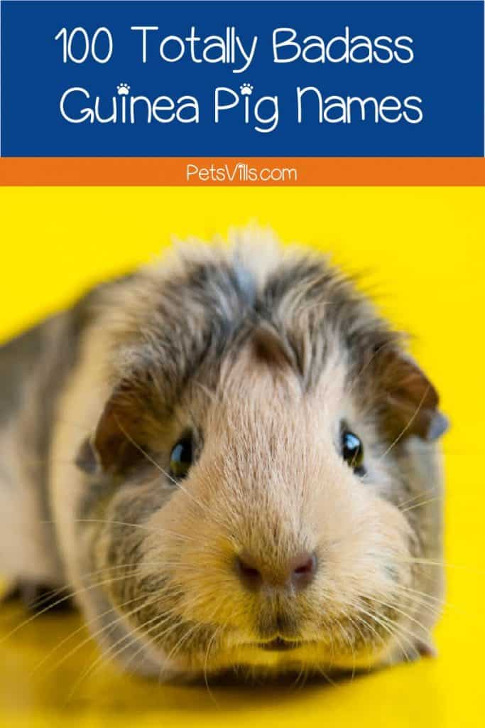 Looking for badass guinea pig names for your tough little cavy? Check out 100 that we think are just hilarious!