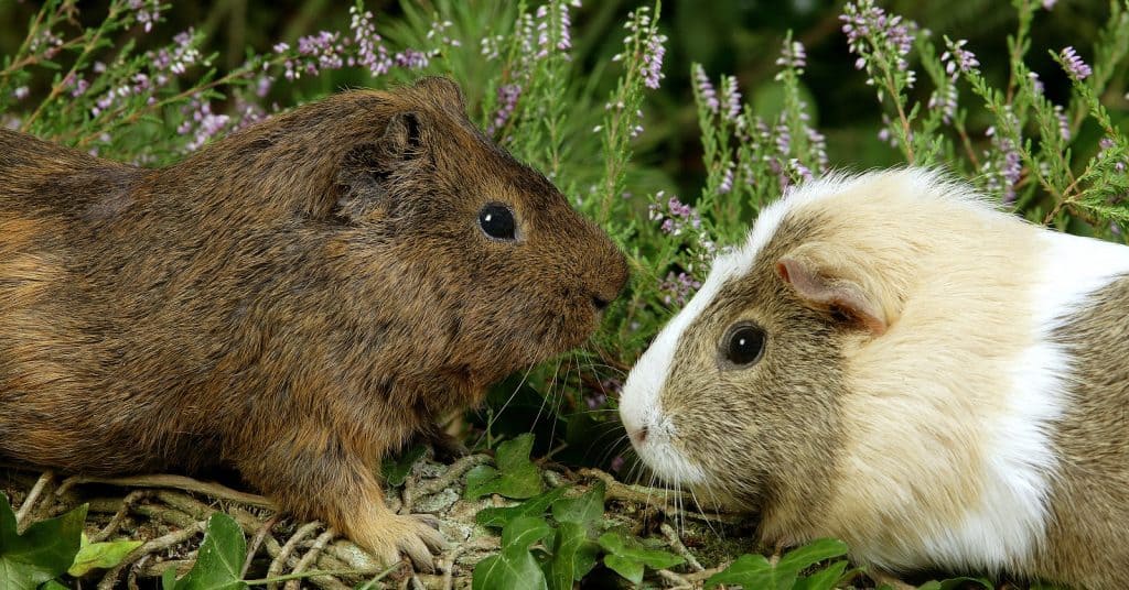 Cavies are happiest when they don't live alone and for that we put together this list of guinea pig names for pairs! Check it out!