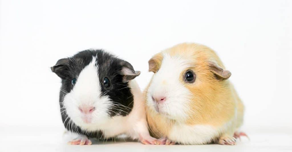 Guinea pig names for pairs of females. 