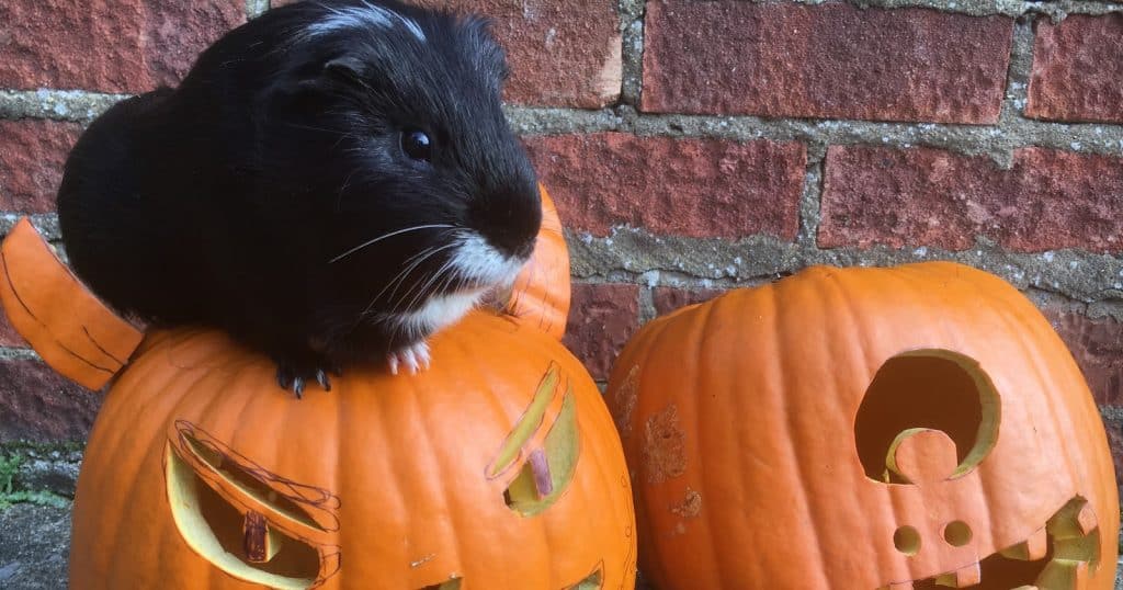 With October right around the corner, we're sharing 100 of the most deliciously spooky Halloween names for guinea pigs! Take a look!