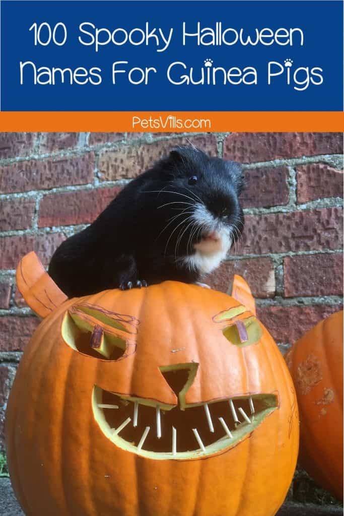 100 Deliciously Spooky Halloween Names For Guinea Pigs ...