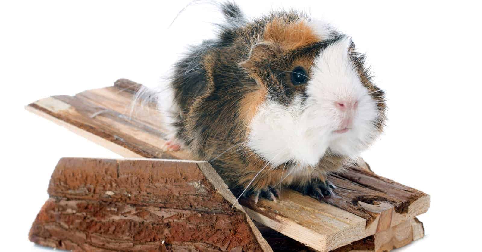 If you're looking for some of the best guinea pig toys, we've got you covered! Check out our top 10 picks!