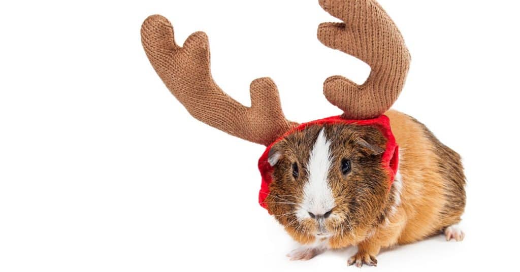 Looking for some cute Christmas-Related Names for Guinea Pigs? Check out 100 that will have you feeling the holiday cheer in no time!