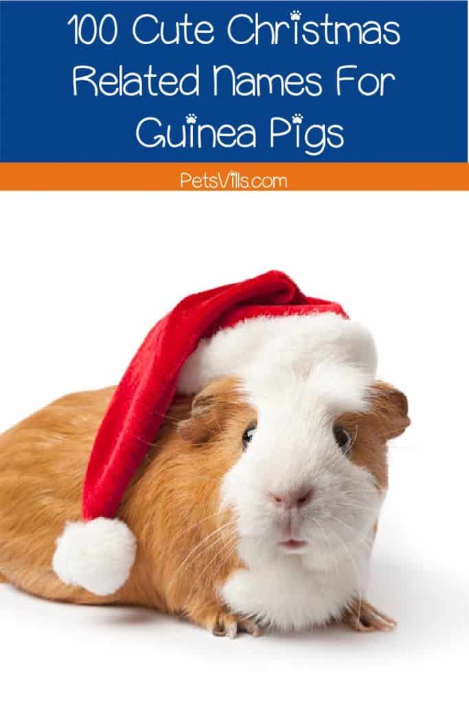 Looking for some cute Christmas-Related Names for Guinea Pigs? Check out 100 that will have you feeling the holiday cheer in no time! 