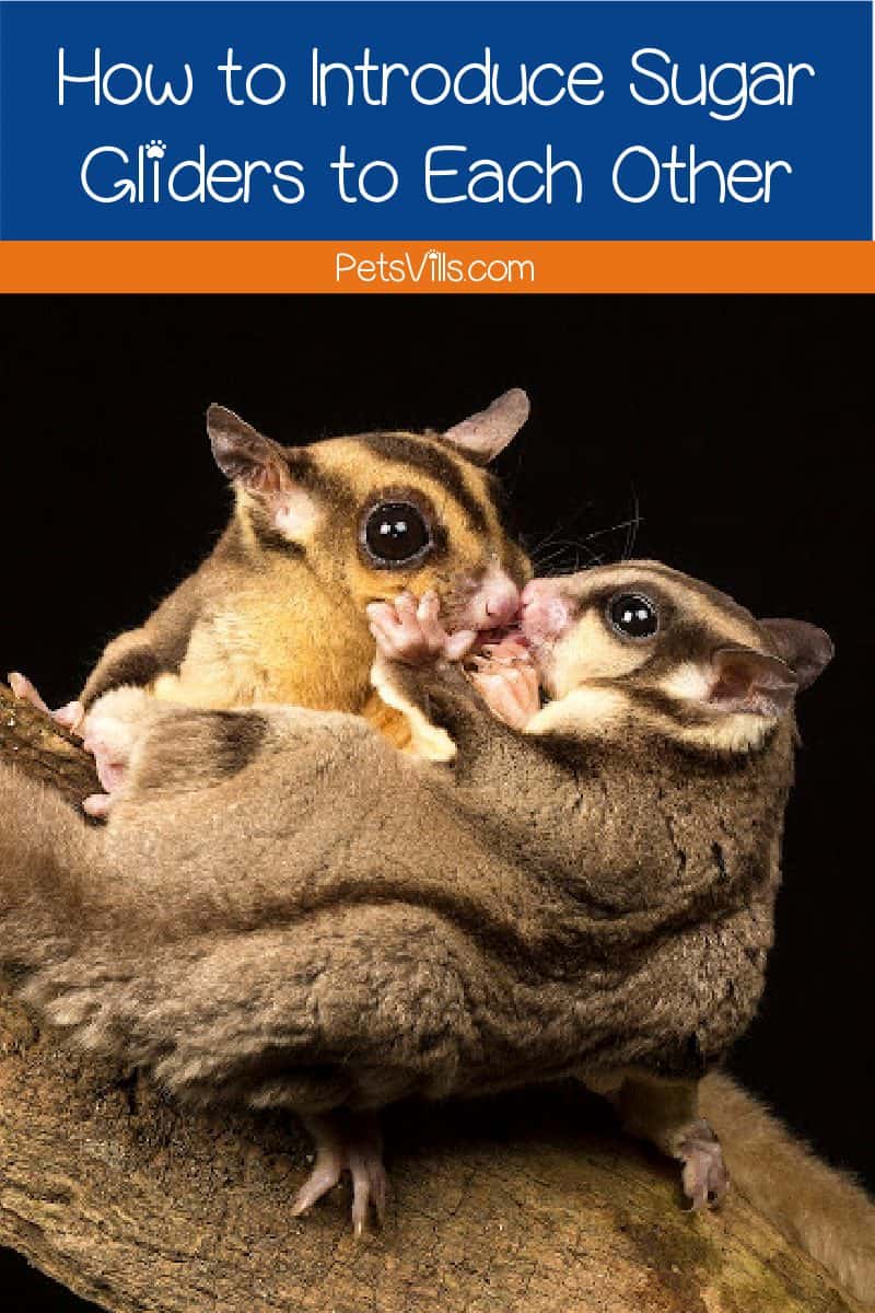 Need some tips on how to introduce sugar gliders to each other? Don't worry, it's easier than you might think!  Just follow our simple step-by-step guide!