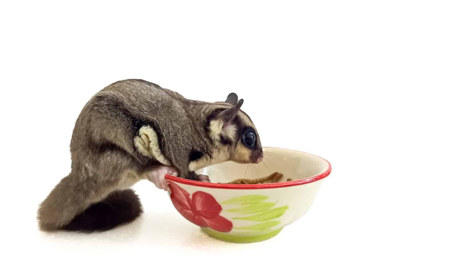 Looking for the most nutritious sugar glider food recipes ever? Check out the top 4 expert-recommended meals that just right for your glider!
