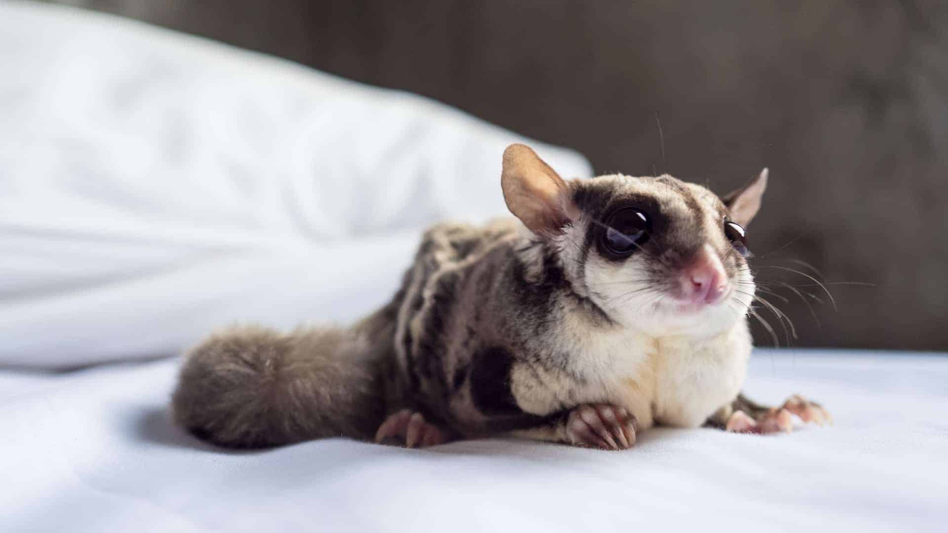 Looking for some super cute sugar glider gifts for your friend? How about for your own sweet little glider? Either way, we've got you covered. Check it out!