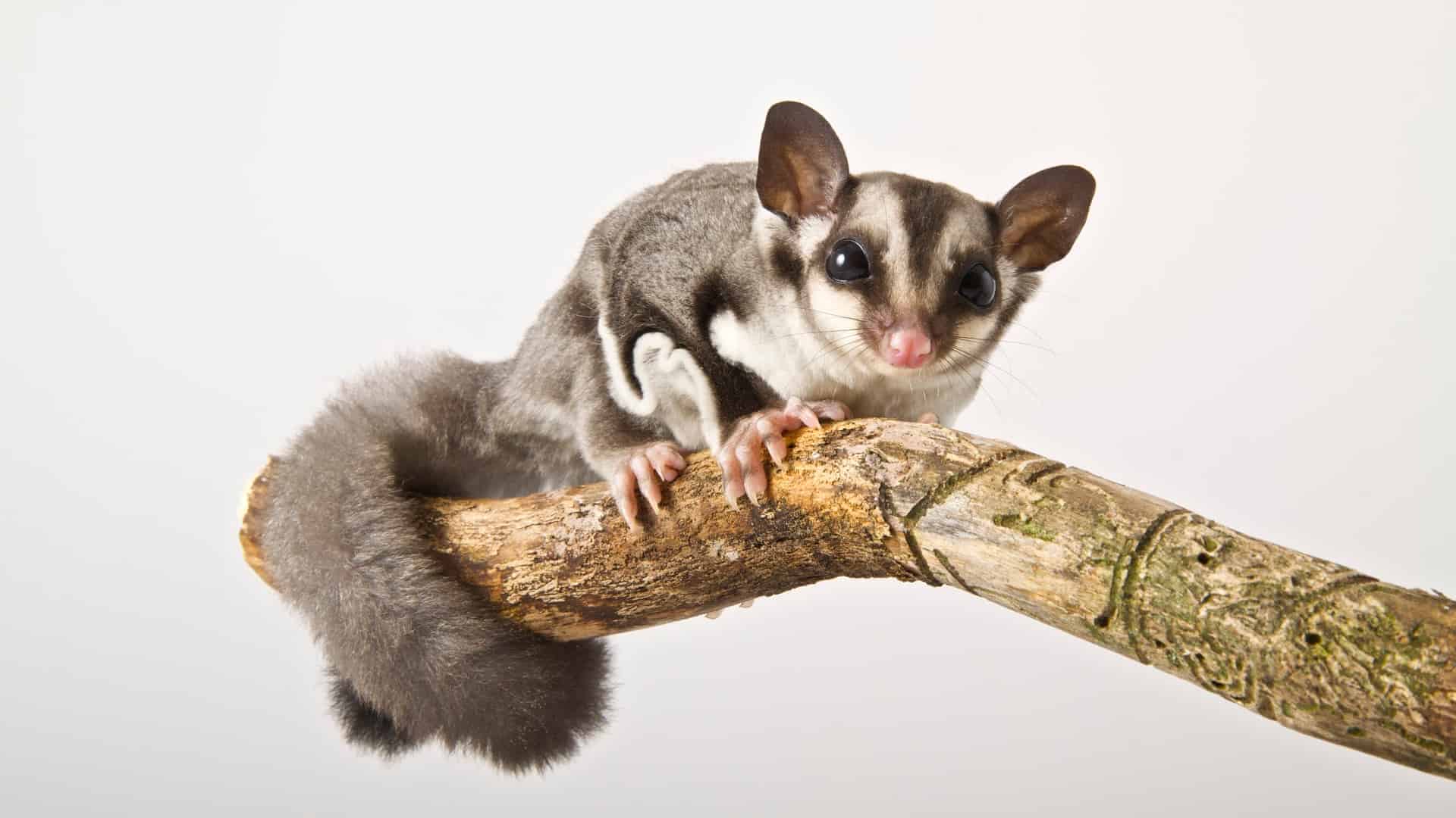 Looking for some sugar glider facts and info to help you decide if they're the right pet for you? Here's everything you need to know before adopting one!