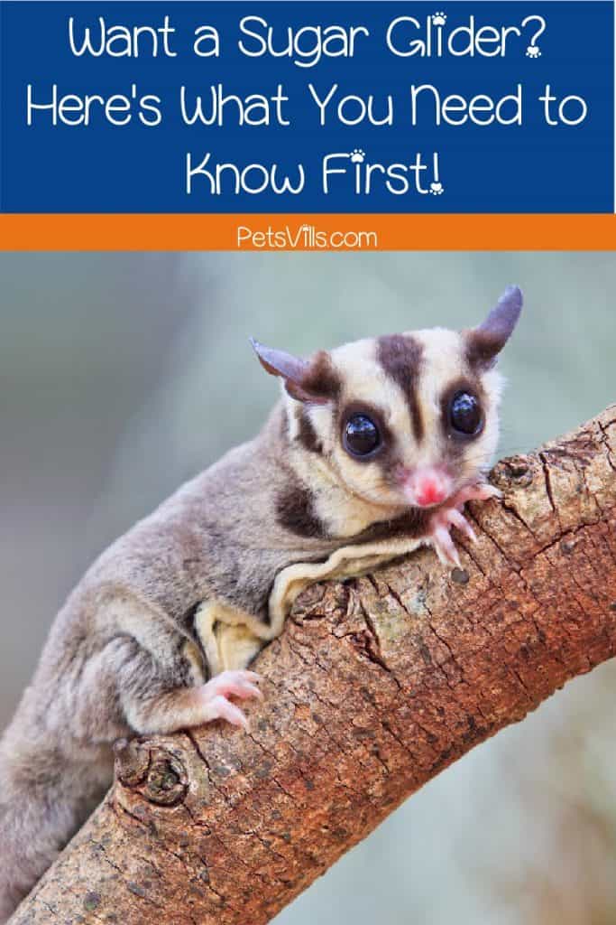 Looking for some sugar glider facts and info to help you decide if they're the right pet for you? Here's everything you need to know before adopting one!