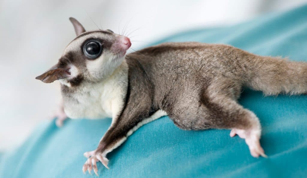 Looking for some cute sugar glider names? Well, we've come up with 100 of them just for you, with 50 each for male and female gliders. Check them out!