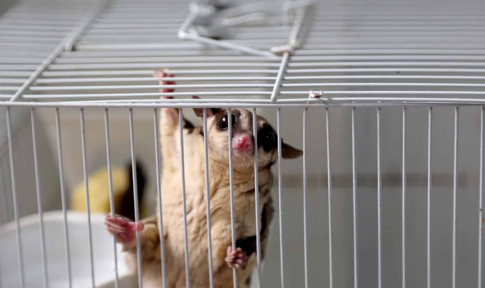 Are sugar gliders legal in your state? Read on for a complete overview of US laws regarding this trendy new pet.