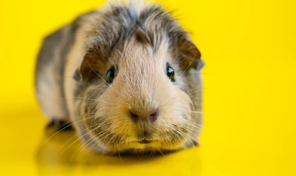 Looking for some really terrific guinea pig names starting with A? We've got 100 of them for you right here! Check them out!