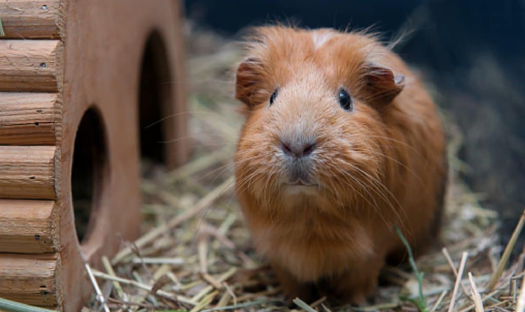 Looking for some really terrific guinea pig names starting with A? We've got 100 of them for you right here! Check them out!