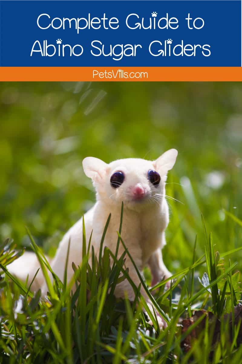 Considering adopting albino sugar gliders but want to know if they’re right for you? Check out our complete guide to these unique exotic pets to find out!