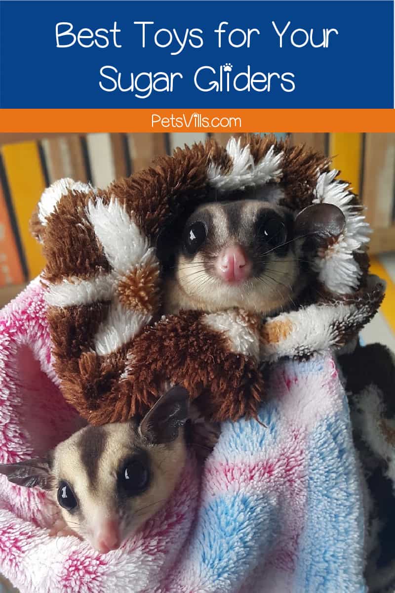 Looking for the best toys for sugar gliders? How about some other tips on keeping them entertained? Either way, we've got you covered! Check out our complete guide!