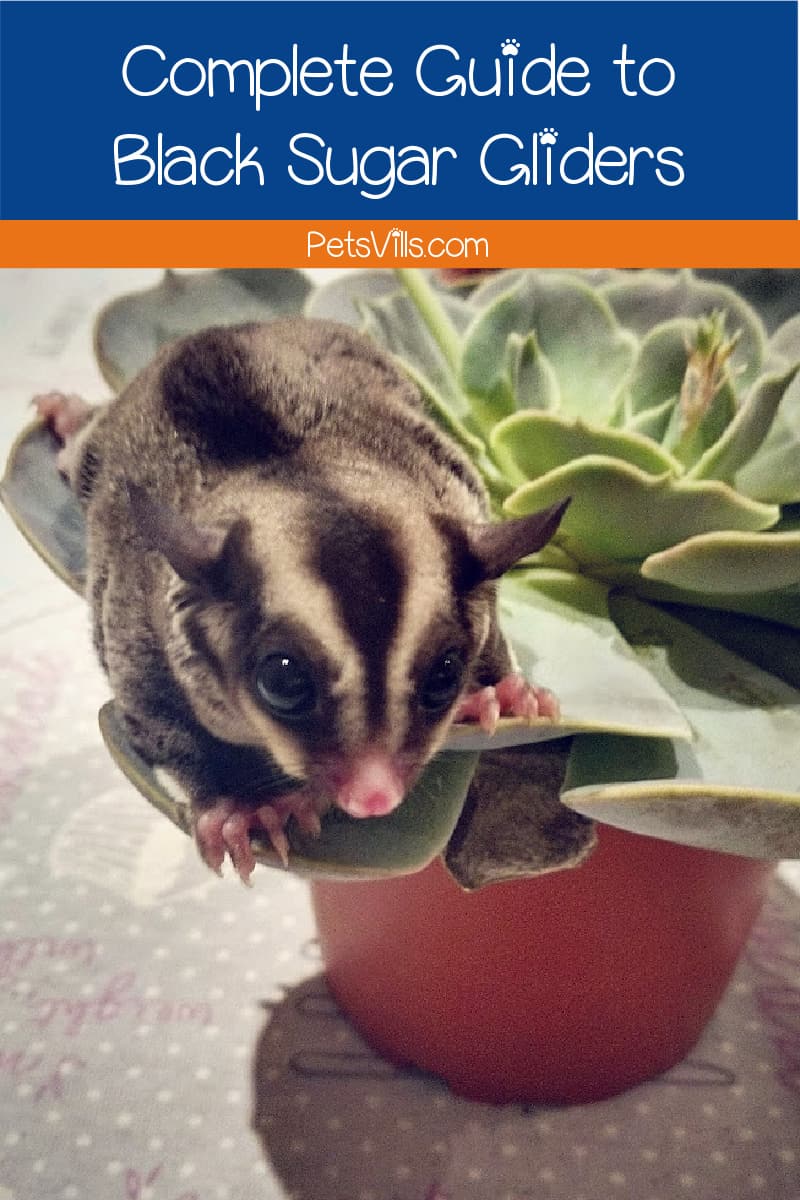 Trying to decide whether a black beauty sugar glider is suitable for your household? Read on for our complete guide to the unique pet!
