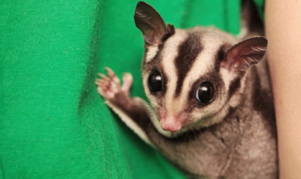 Trying to decide whether a caramel sugar glider is the right pet for your family? Read on for our complete guide to this nifty little marsupial!