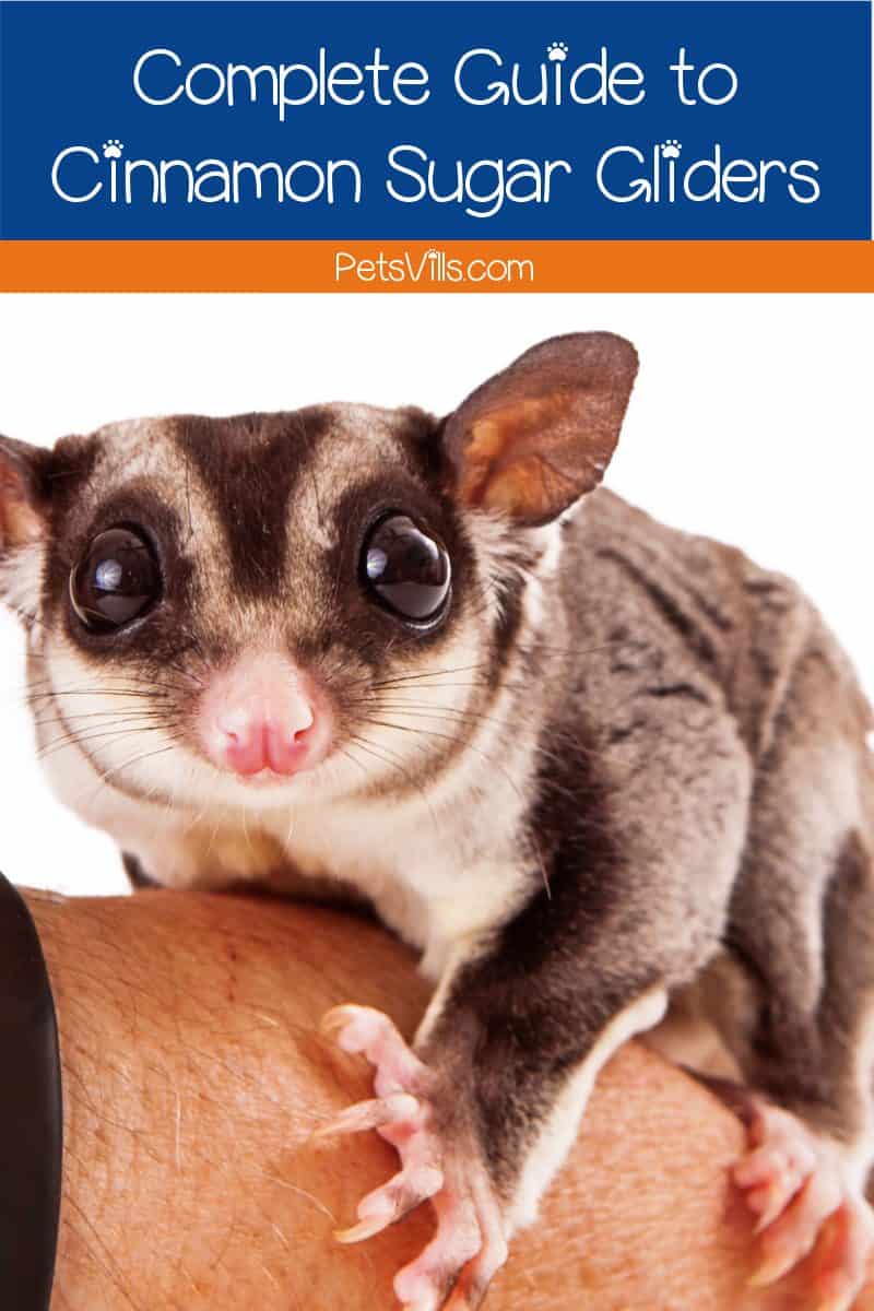Thinking about getting a pair of cinnamon sugar gliders to add to your fur family? Here is everything you need to know about them!