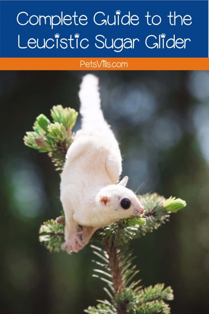 Are having trouble deciding whether a leucistic sugar glider is right for your family? Check out our complete guide to this unique pet!