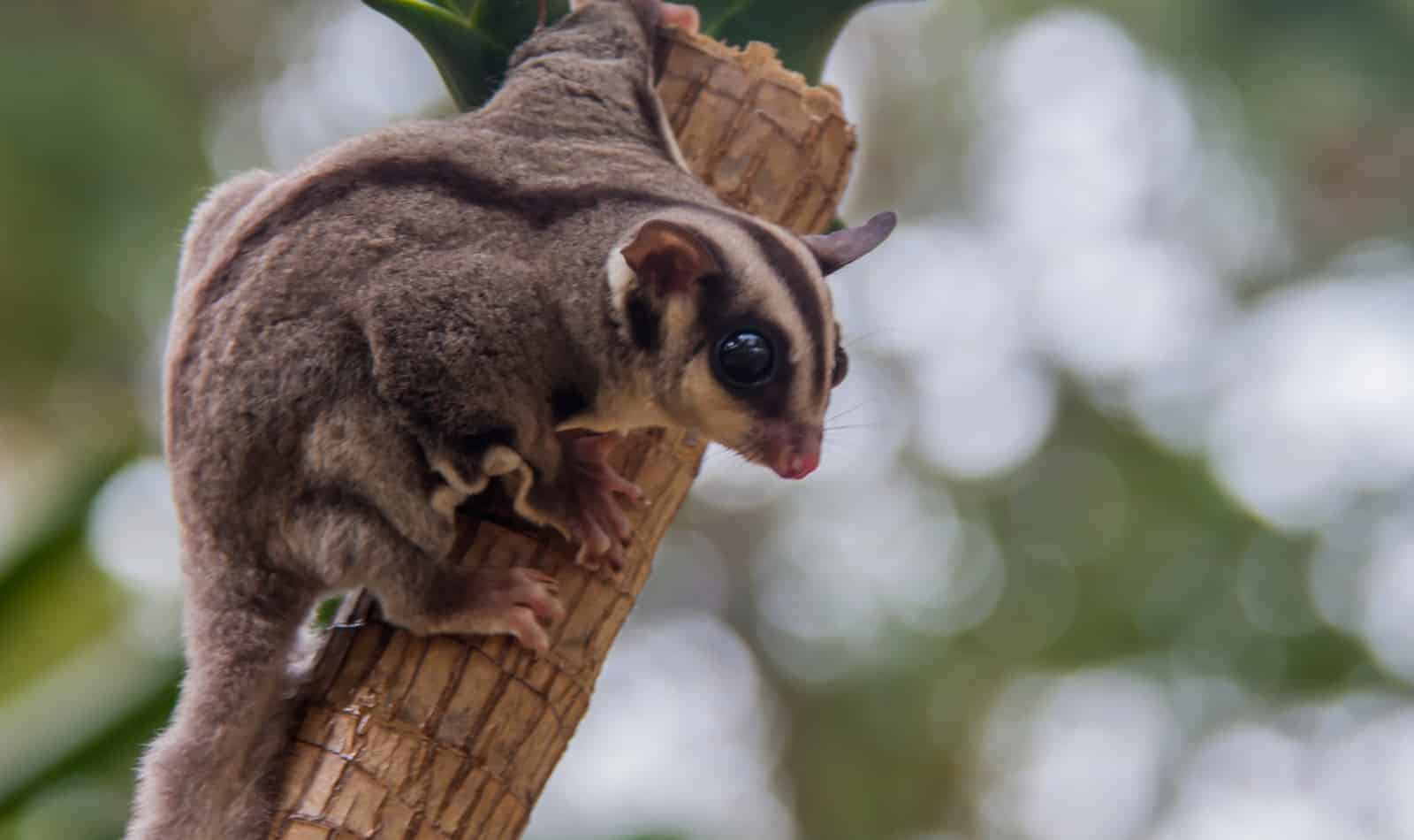 Are you trying to decide whether a red sugar glider is a suitable pet?  Check out our complete guide to these cute little marsupials!